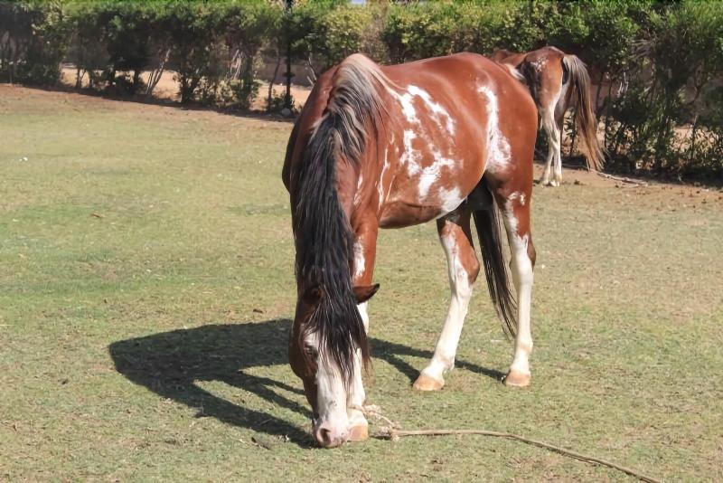 Six Corners Resort Abū Sulţān エクステリア 写真